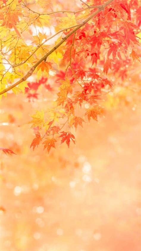 Autumn Mobile Wallpapers Wallpaper Cave