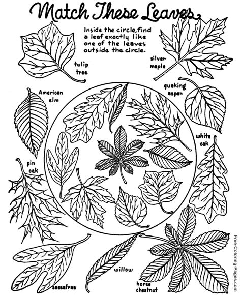 Autumn Or Fall Coloring Book Pages 12