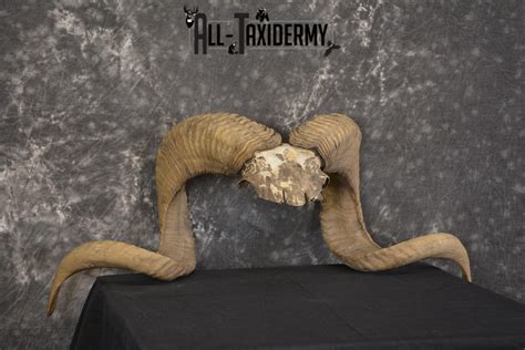 Corsican Ram Skull Plate Horns Taxidermy For Sale Texas Dall Sku 2011