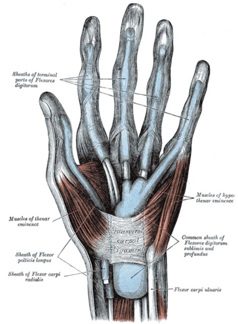 Thenar And Hypothenar Muscles Of The Hand Physiopedia
