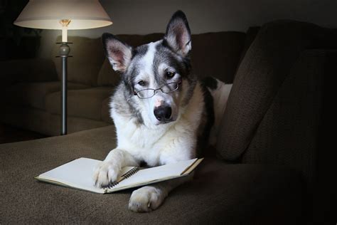 Dog Iq How To Test Your Dogs Intelligence Canine Weekly