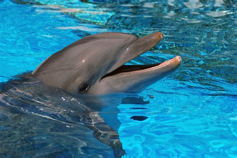 Dolphins Water Animals Dolphin Wallpapers Hd Desktop And Mobile