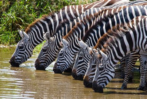 Check Out These Top Destinations To Observe Wild Animals On A Budget