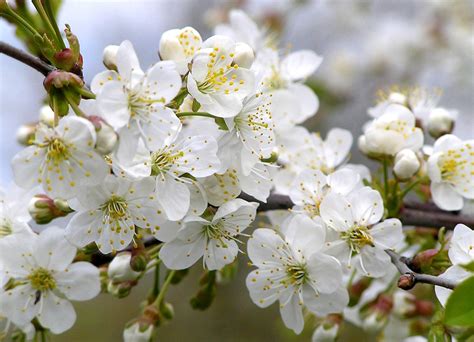 Apple Blossoms Free Photo Download Freeimages