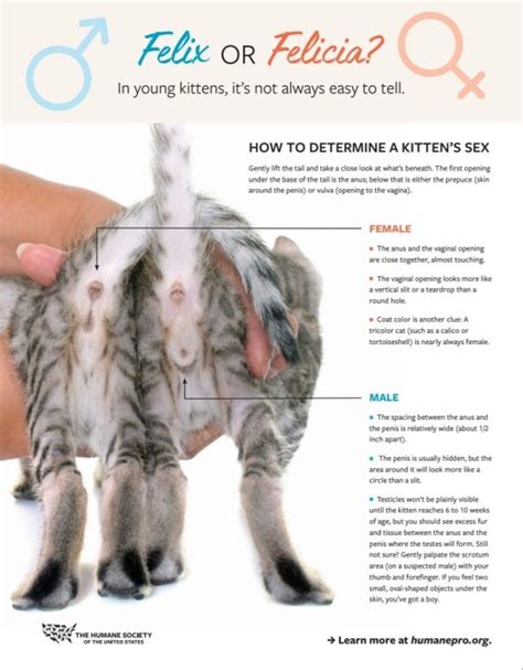 determine a kitten s sex
