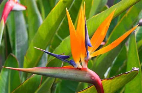 The Top 11 Plants That Look Like Birds Includes Photos