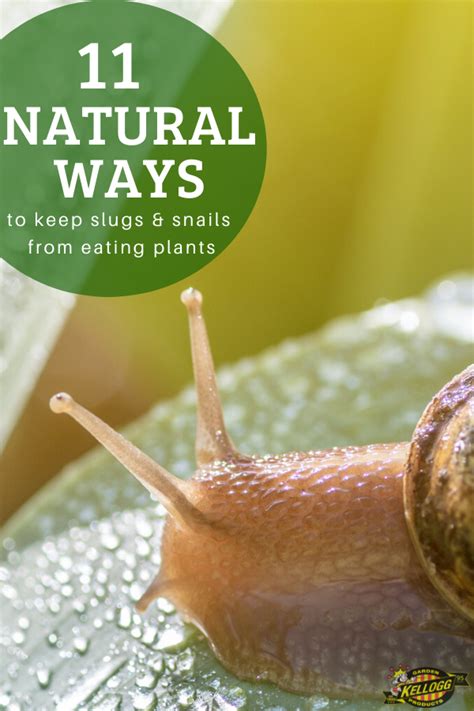 How Do We Get Rid Of Slugs And Snails Without Impacting Our Plants