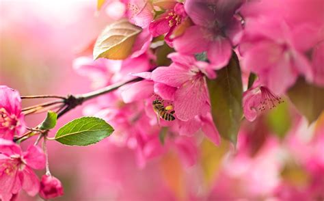 Wallpaper Plants Branch Cherry Blossom Pollen Pink Spring Flower Flora Petal Twig