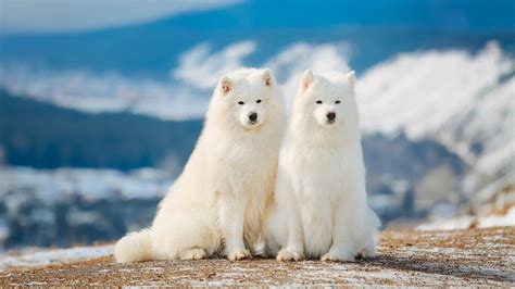 You may crop, resize and customize 1920x1080 dog images and backgrounds. Wallpaper Two Samoyed dogs 1920x1200 HD Picture, Image