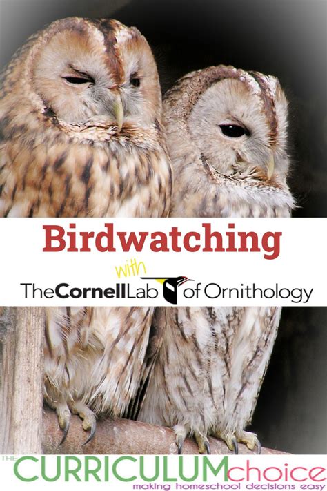 Birdwatching With Cornell Lab Of Ornithology