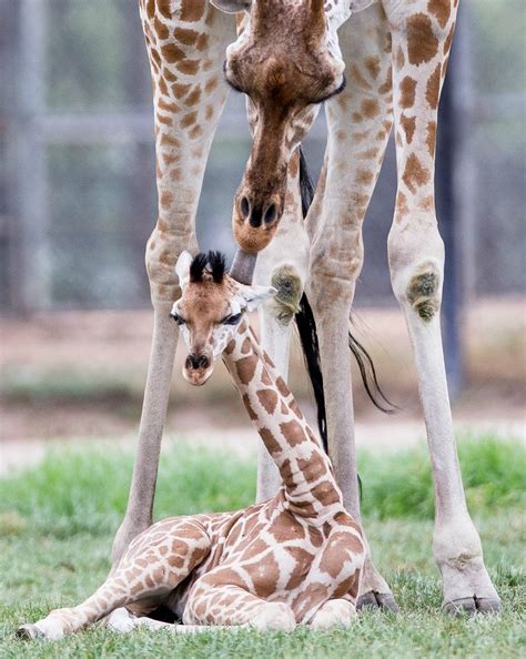 Baby Giraffe Arrives With The New Year Zooborns