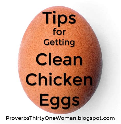 Tips For Getting Clean Chicken Eggs Proverbs 31 Homestead