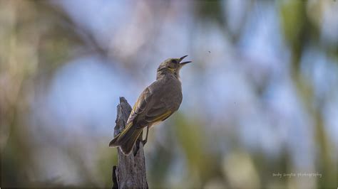 Fuscous Honeyeater Catching Breakfast Andy Smylie Flickr