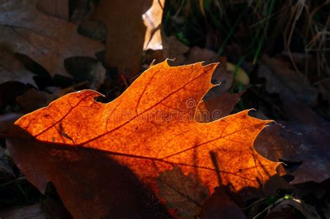Sycamore Leaf Decaying In The Autumn Sunshine Stock Image Image Of
