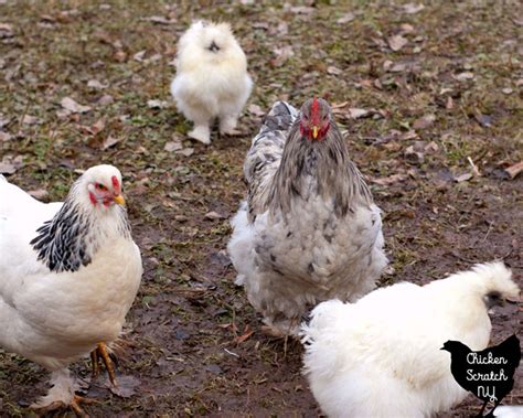 Feather Footed Chickens