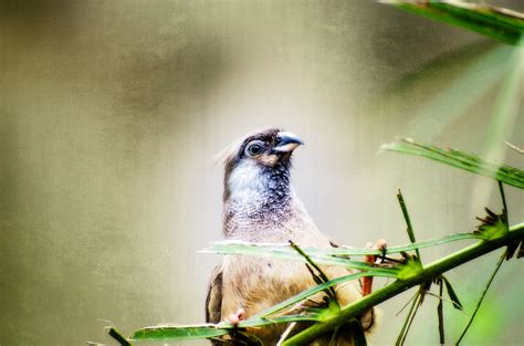 Bird Free Stock Photo Public Domain Pictures