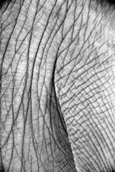 Wrinkled Elephants Skin Digital Art By Pixels