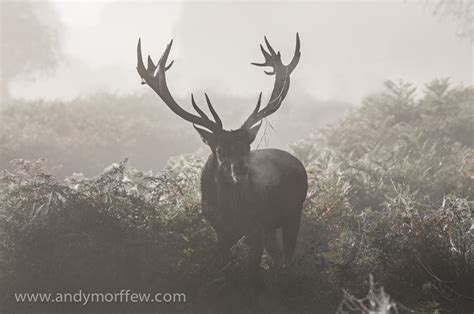 Free Images Mist Wildlife Deer Stag Mammal Fauna Andymorffew