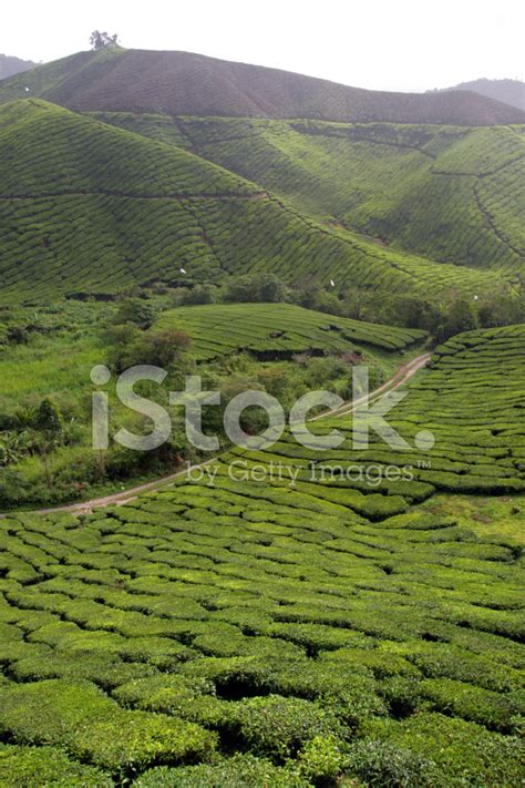There is hardly any time for other activities especially in the higher classes. Cameron Highland, Malaysia Stock Photos - FreeImages.com