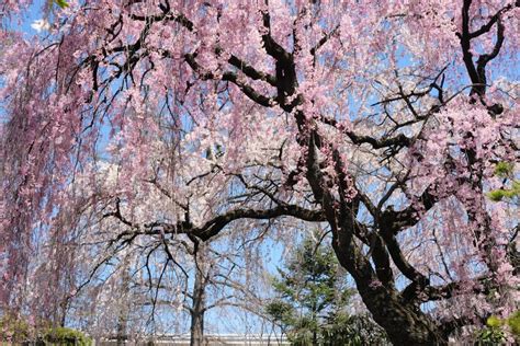 Brooklyn Botanical Garden Cherry Blossom Life So Tasty