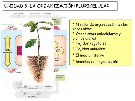 La Organización Pluricelular 2008 9