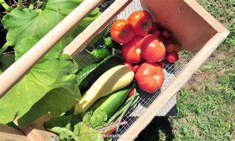 This Month On The Homestead March 2021 Life At Cobble Hill Farm