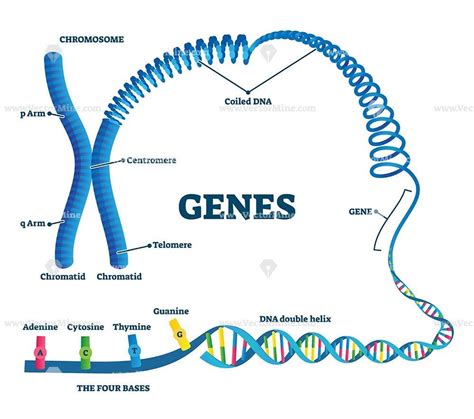 Genes Vector Illustration Vectormine Human Genome Study Biology