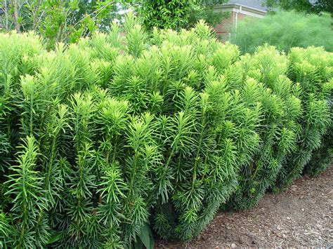 Japanese Plum Yew Fastigiata Garden Housecalls