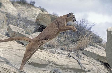 Interesting Facts About Cougars Mountain Lions Animal Sake