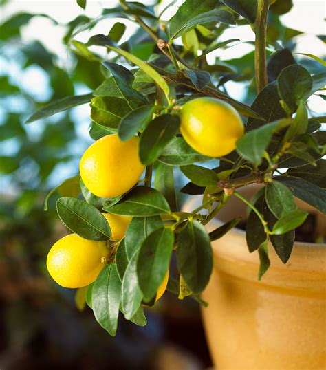 Types Of Dwarf Lemon Trees Crate And Basket 56 Off