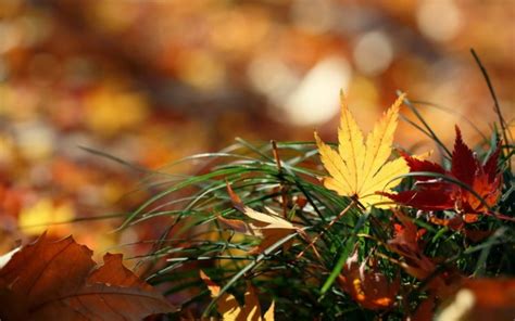 Nature Leaves Autumn Fall Macro Grass Wallpapers Hd Desktop And