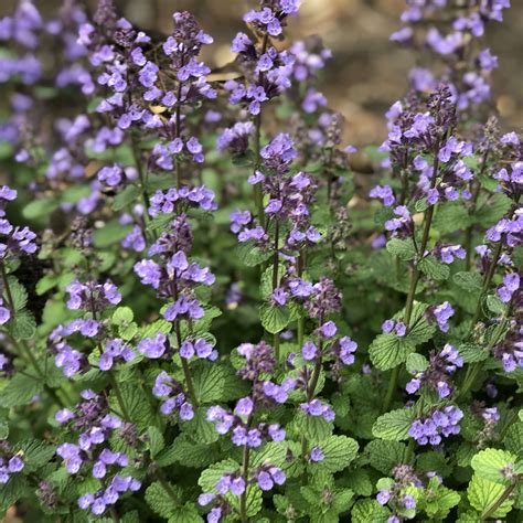 Forming a tidy mound, 'cat's pajamas' is just right for the front of a sunny border. Nepeta 'Cat's Pajamas' - Garden Crossings