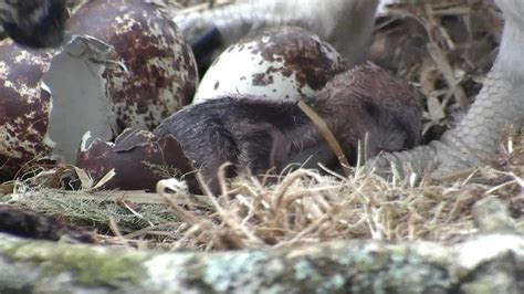 Second Osprey Chick Hatches At Loch Of The Lowes Nature Reserve Bbc News