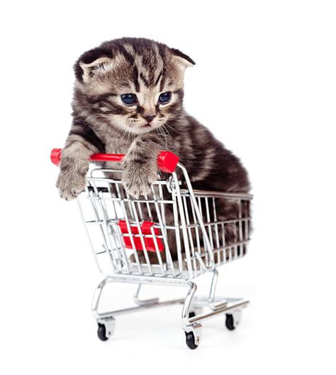 Cat Shopping Cart Stock Photos Pictures And Royalty Free Images Istock