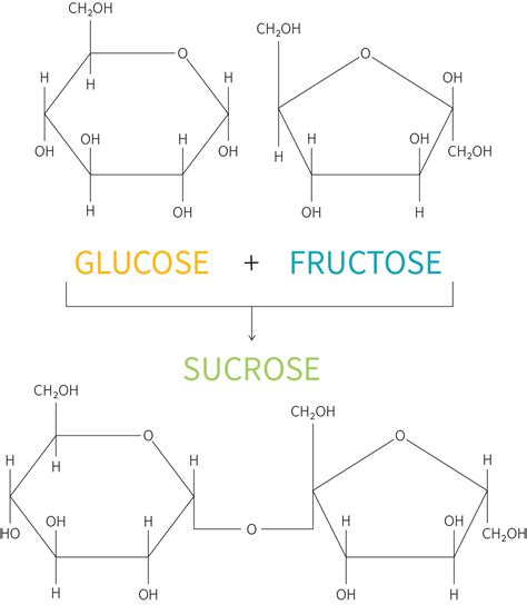 What Is The Difference Between High Fructose Corn Syrup Hfcs And