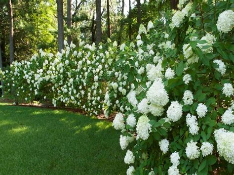 Gardening And Landscaping Beautiful Privacy Hedges Gardening Ideas With