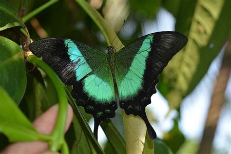 15 Most Beautiful Butterflies In The World