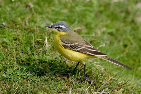 Spring Yellow Wagtails Photo Id Guide Birdguides
