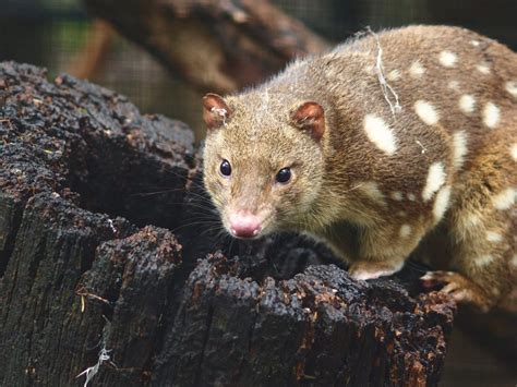 Spotted Tail Quoll Australian Geographic