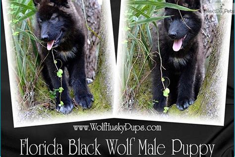 Black Cub Wolf Hybrid Puppy For Sale Near Las Vegas Nevada A5af72a0