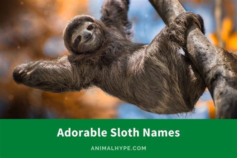 562 Quirky Sloth Names To Match Their Chill Vibe Animal Hype