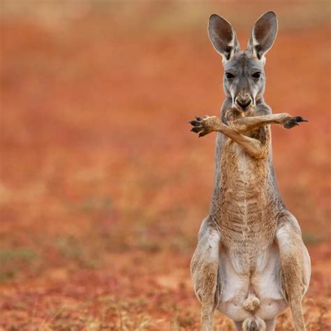 The Birth Of A Baby Kangaroo A Wonderful Process