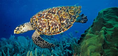 Hawksbill Sea Turtle Background Free Hawksbill Sea Turtle 31990