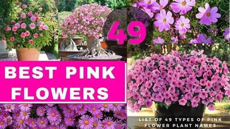 List Of 49 Types Of Pink Flower Plant Names Best Pink Flowers Youtube