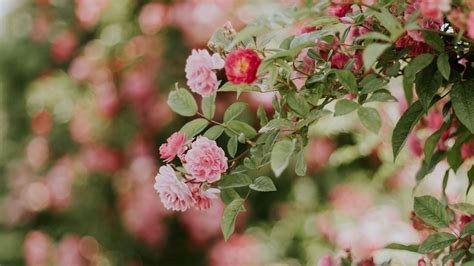 Download Wallpaper 2048x1152 Flowers Rose Bush Bloom