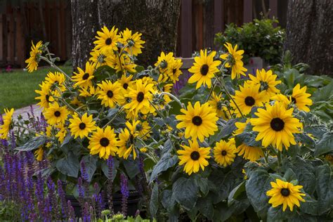 2021- The Year of Sunflowers - Acreage Life - Nebraska