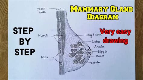 Mammary Gland Diagram Drawing Easily Breast Anatomy Drawing Youtube