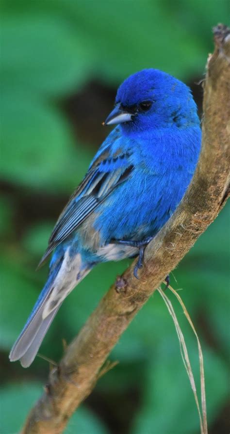 Visit us indigo.ca free pickup in store in as little as 3 hours. Indigo bunting bird - About Wild Animals