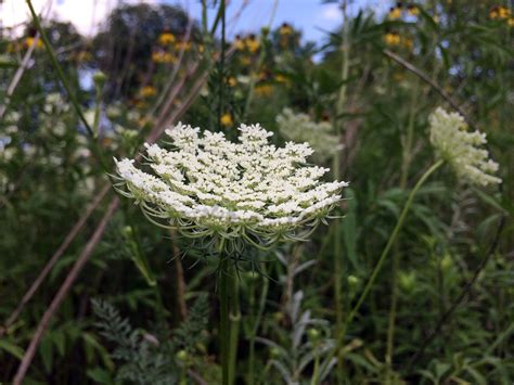 Invasive Queen Annes Lace Contact With Some Hogweed Pars Flickr