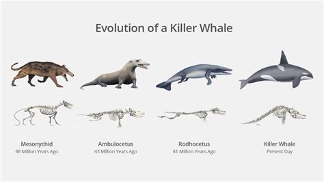 The Evolution Of The Killer Whale